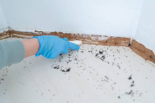 Best Pest Control Near Me in Mexico, MO