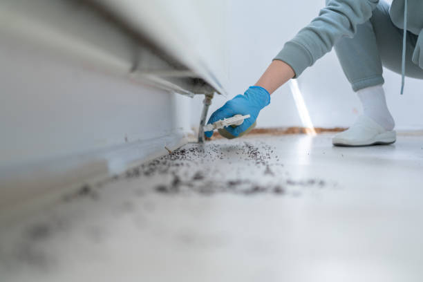 Best Pest Prevention Services  in Mexico, MO