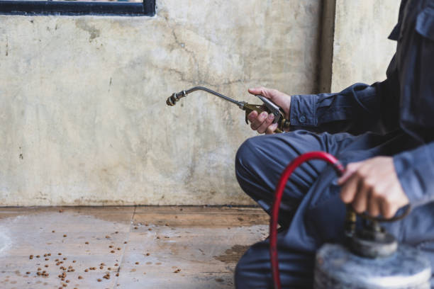 Best Rat Extermination Near Me  in Mexico, MO